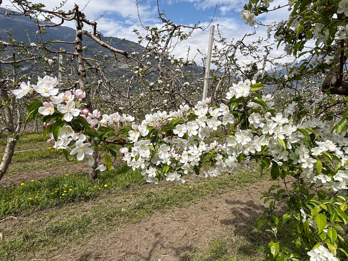 la-brenva-azienda-agricola-valle-daosta-20